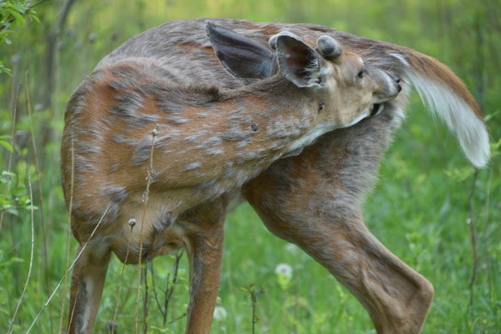 A male deer seems to be shedding its winter coat. Most of the coat is a warm brown, but patches of longer, worn hairs from the winter season remain.