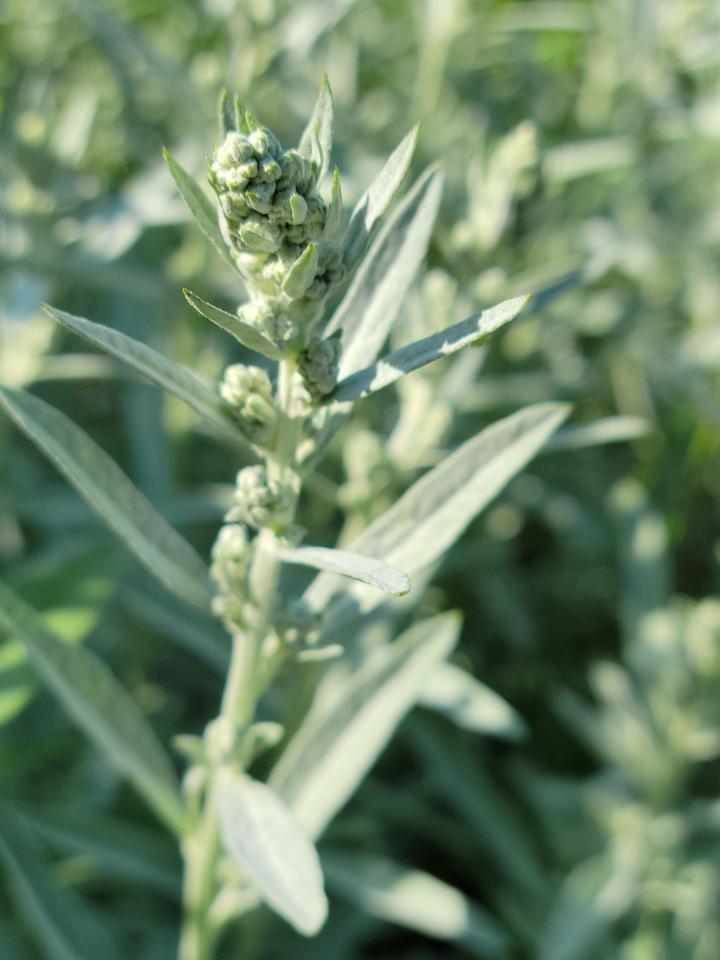 Closed flower buds appear on this sage plant. They are small, less than a quarter inch across. They are pale green like the rest of the plant and tucked in near the stem.