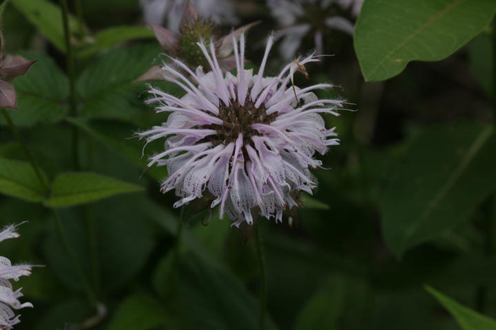 Photo of a wild bergamot bloom. An array of pale purple petals are crowded together in a cluster.