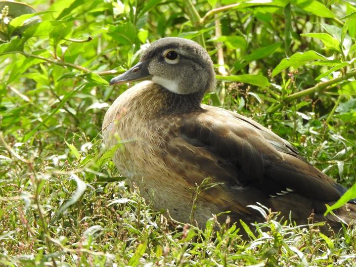 A fledged wood duck on land. It does does not yet have the feather patterns seen on mature males or females, but is recognizable as a wood duck by the shape of its bill and body.
