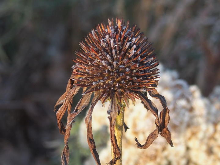 A spent flower head of the purple coneflower. A brown, bristly, dome-shaped structure conceals ripe fruits. About 10 petals hang down and point away from the seed head. They are shriveled and brown.