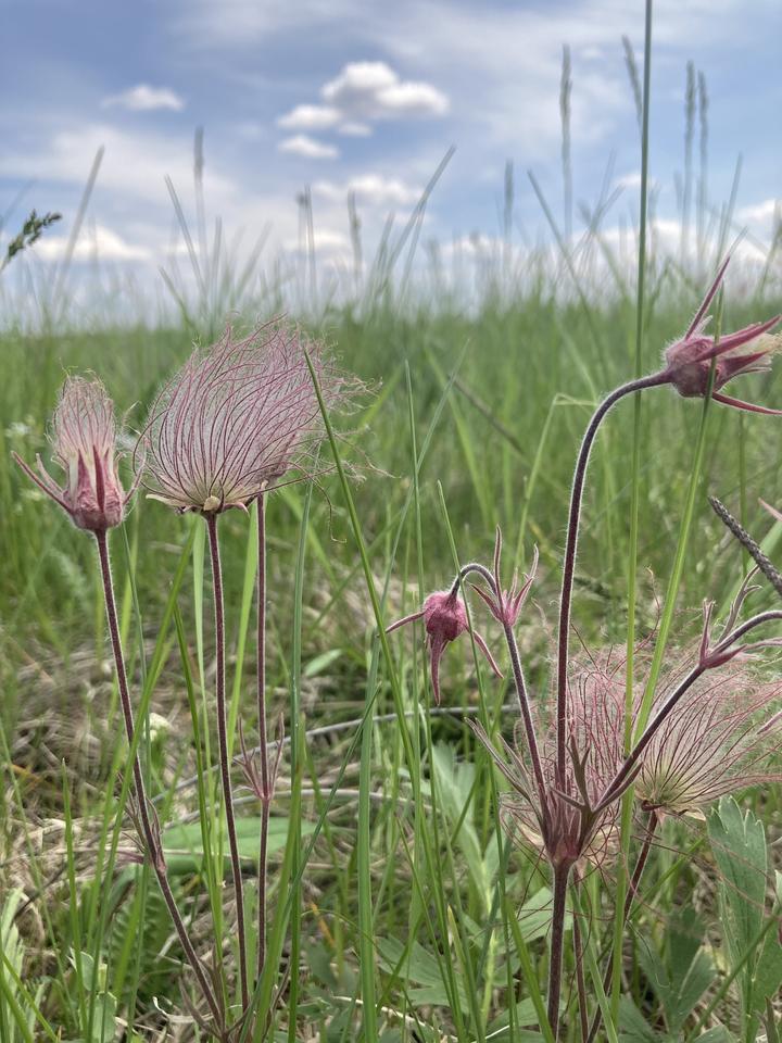 Grassland scene with smoky pink, feathery seedheads of the prairie smoke plant.