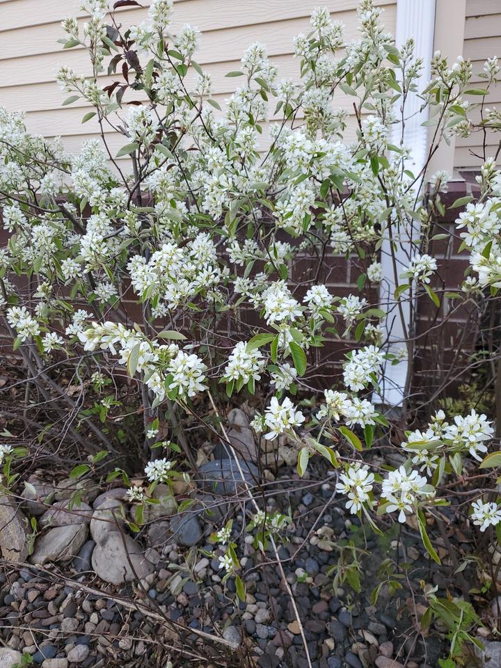 Serviceberry plant in full flower, sited in a landscaped setting near a building.