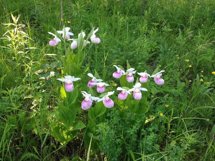 A cluster of sixteen showy lady's slipper flowers in a lush scene with bright green vegetation. The flowers are pink and white and shaped like slippers.