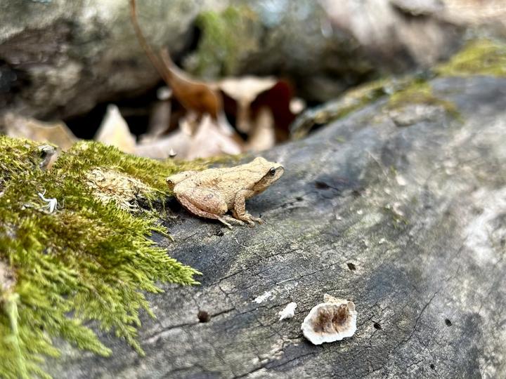 The spring peeper's body is a warm tan color. The frog is sitting on a decaying log with moss in an autumn scene.