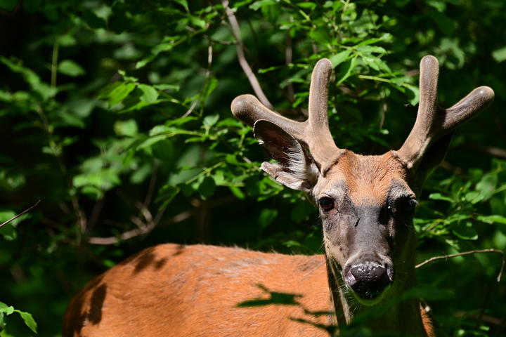 Sunshine highlights the velvet texture of this deer's antlers. Tips of the antlers are rounded and soft, not tapered and pointed as they will become later.