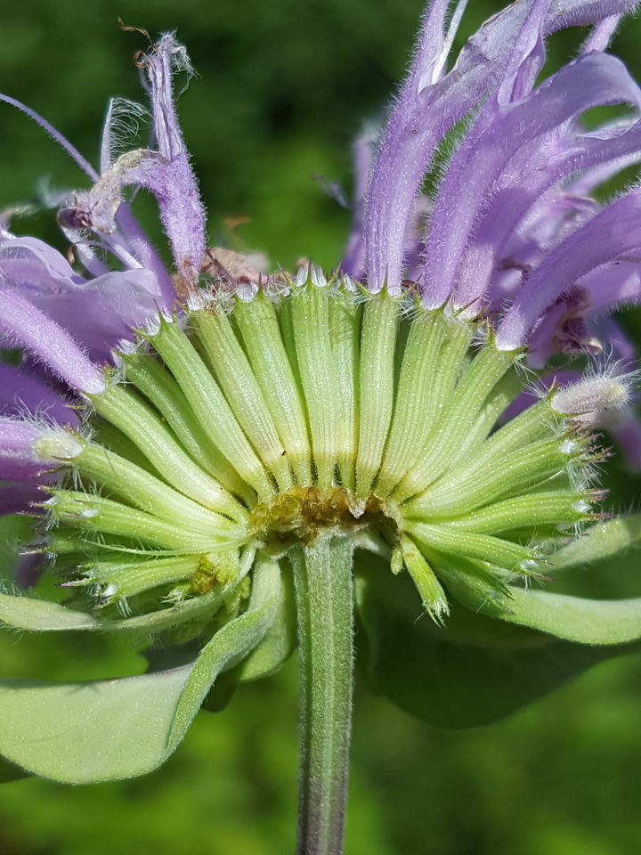 A cross-section of a cluster of flowers. Green tube-like structures are calyxes that hold the indivudal flowers.
