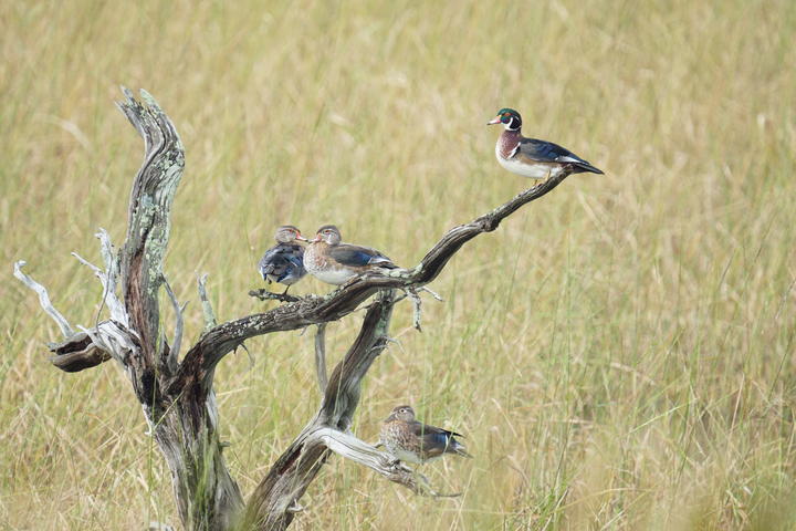 A group of four wood ducks perched on an old weathered tree trunk. The background is the golden color of late-season vegetation.