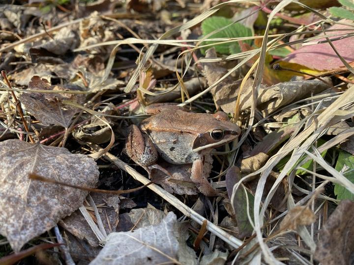 Adult wood frog on the ground, camouflaged against dead leaves from trees and grasses.