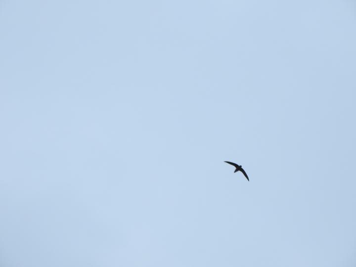 Silhouette of a chimney swift against a pale blue sky.