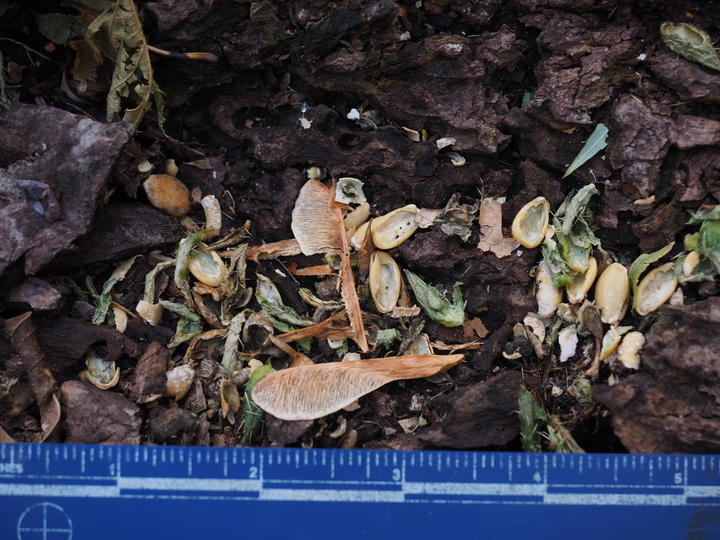 In this photograph, a ruler is placed for scale next to the remants where a chipmunk had a meal. Fruits and seeds are emptied and strewn about.