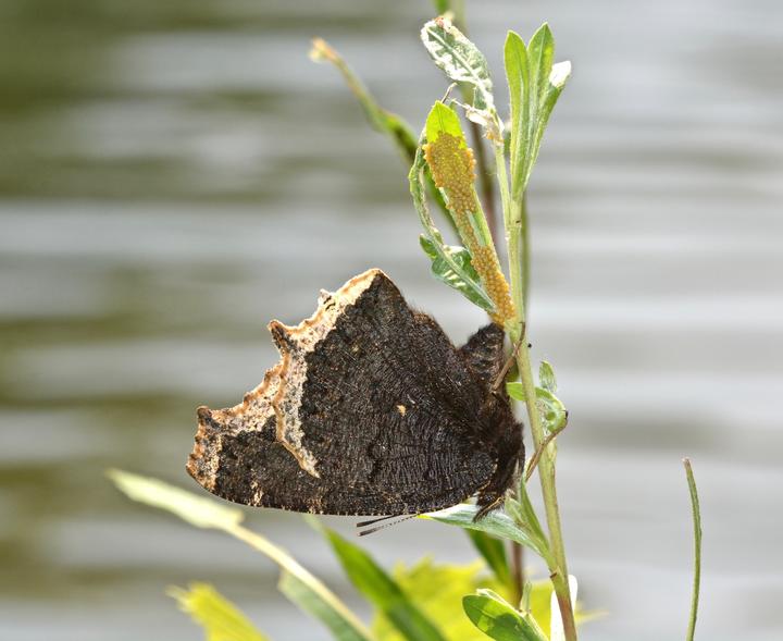 A single mourning cloak is perched upside down on a stem. It is depositing tiny eggs that are orange-yellow in color. The eggs cover part of the stem's surface.