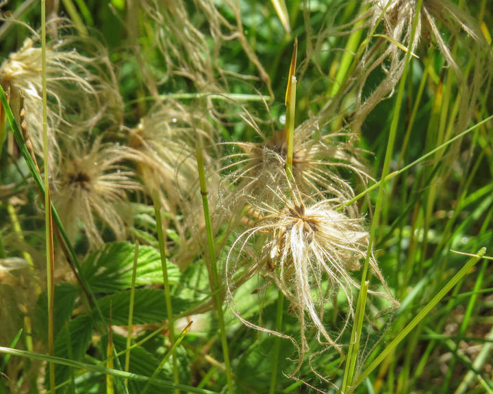 Close-up of a seed head. It has lost its pink color and feathery texture. It is now golden and bristly.