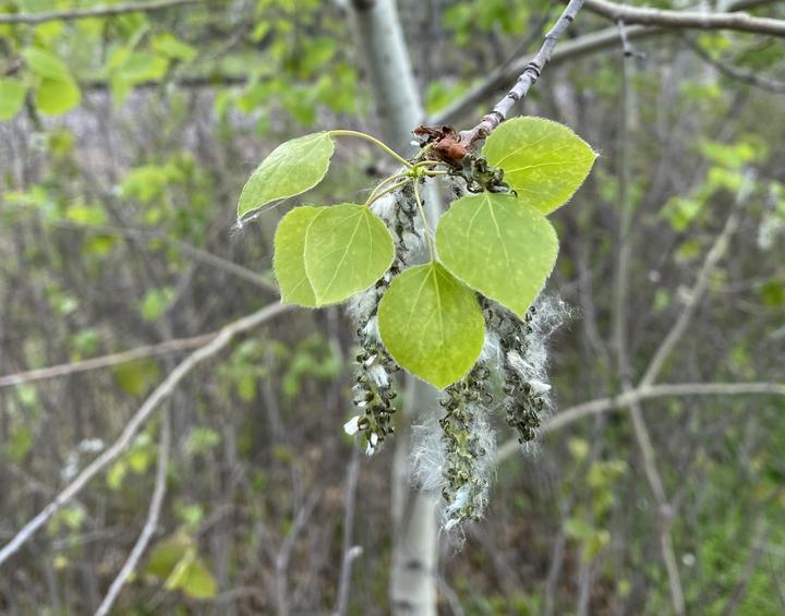 Gray aspen twig with bright green leaves, about six are in focus. Behind the leaves are green fruits that are splitting open to release fuzzy white seeds.