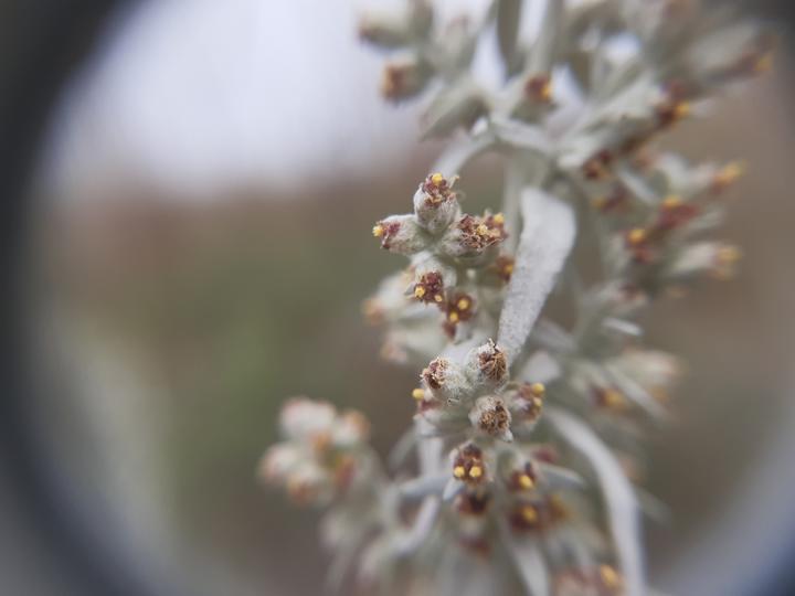 Close-up photo showing detail of the tiny sage flowers. They grow out of a fuzzy cup-shaped support that is silvery green, like the rest of the plant. The centers are dark yellow and red.