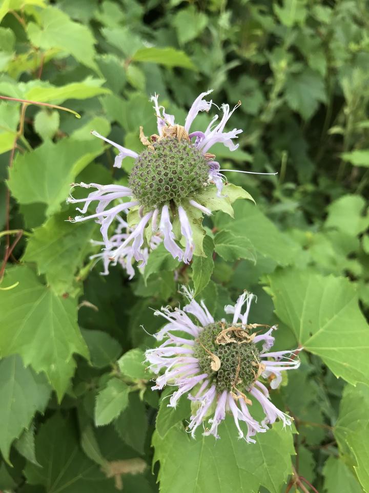 Two spent flowers of the wild bergamot plant. Many of the petals have fallen off to expose a bare, green dome. A few petals have dried and turned brown, while some fresh purple petals still remain.