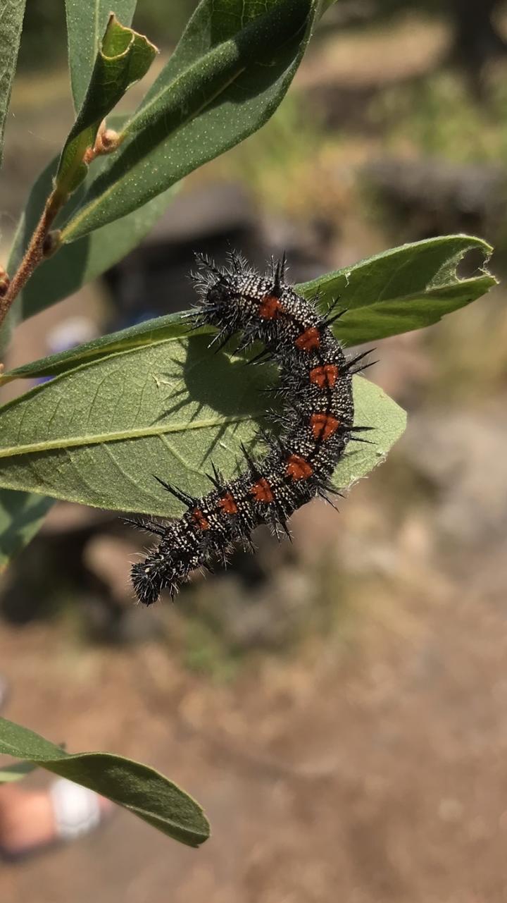 Mourning cloak larva (caterpillar) on a green leaf. Its body has black spikes and red spots.