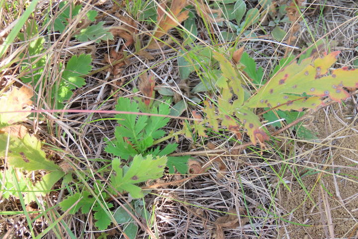 Some leaves of this prairie smoke plang have started changing color from green to red and yellowish green.