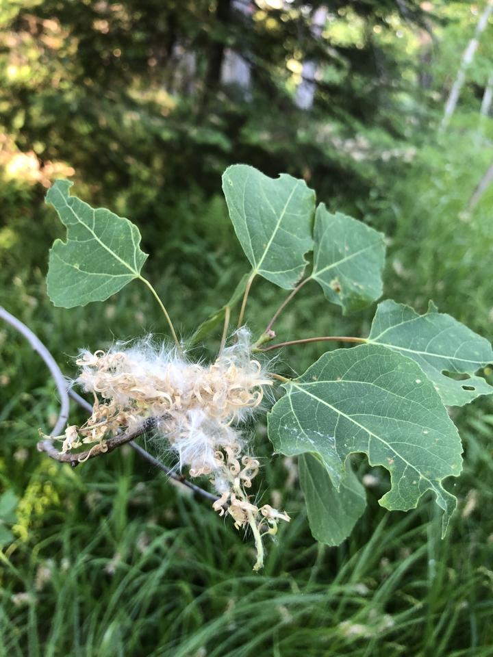 Ripe fruit of the aspen is in focus. The capsules that were green are now just fragments of pale brown. Many white fluffy seeds have dispersed, but a few remain attached.