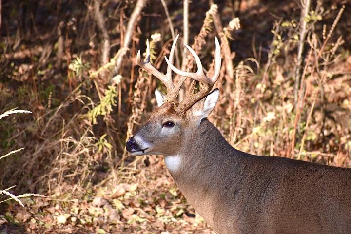 A buck with antlers in an autumn scene. The tips of its antlers are pale, polished, and pointy.
