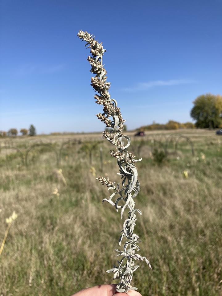 The flowers are spent, turning a golden brown. The leaves are dried and shriveled. The background is a grassland with a few sparse trees and a brilliant blue sky.