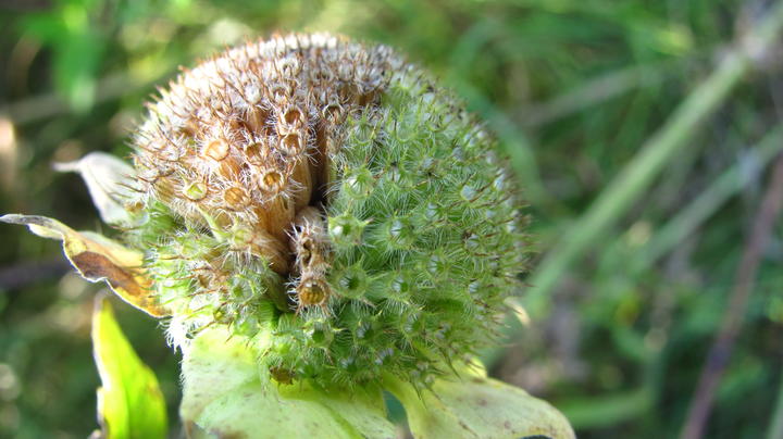 Dome-shaped seed head of the wild bergamot, gradually changing from green to brown.