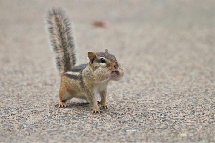 This chipmunk faces the photographer and gives a good view of its pocket-like cheeks. Its face is wide because food items are packed away in its mouth for transport to a food cache.