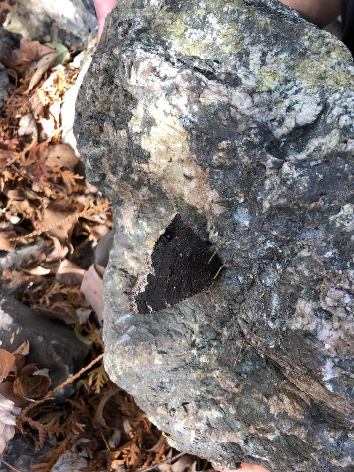 Mourning cloak butterfly was found sheltering on the underside of a rock lifted by the observer. Adults find protected places to spend winter months in a dormant state.