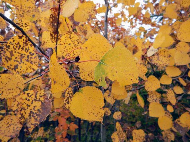 Brilliant yellow leaves in an aspen forest. Some of the leaves have reddish stalks and a few brown spots.
