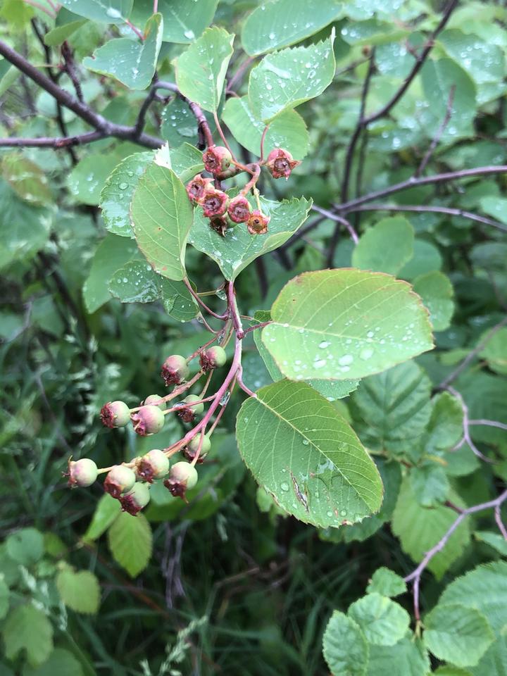 Fruit of the serviceberry ar small and round. Most of these fruit are green (unripe) and a few have reddened slightly as they ripen.