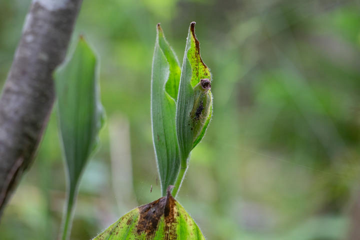 The showy lady's slipper fruit, which is a capsule-like structure, is still green in this image and will change to brown as it ripens. Leaves in this image are mostly green, but beginning to show some brown areas.
