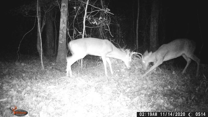 This photo was taken at night and shows two male deer fighting. They face one another, heads down with antlers making contact.