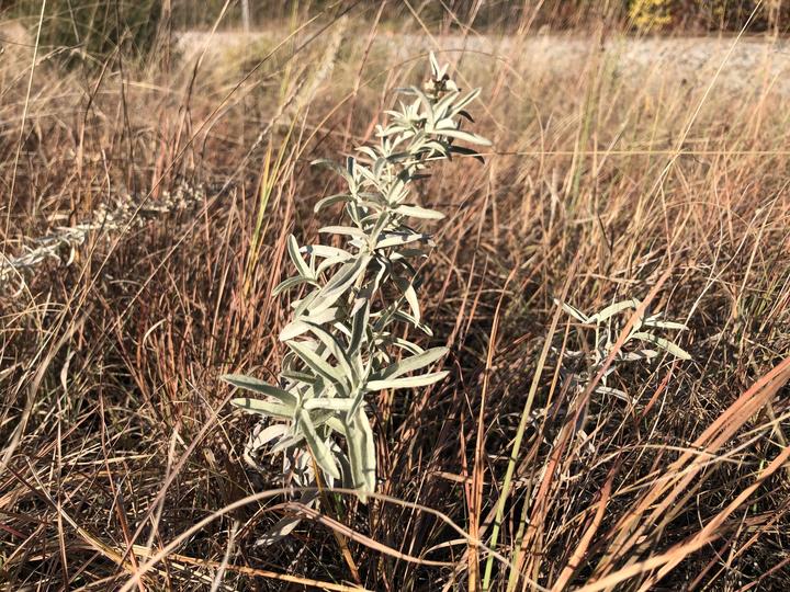 Pale green leaves on this sage are still fresh and living. They contrast with the golden-brown background of dried grasses.