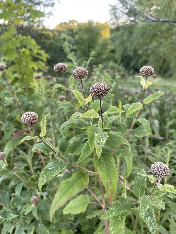 Wild bergamot plant still has green leaves, but the seed heads are brown.