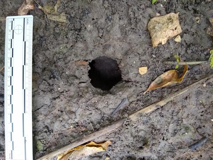 This photo shows a neat circular hole in the ground, the entrance to a chipmunk burrow. A ruler is set down for scale. The hole is about an inch and a quarter in diameter.
