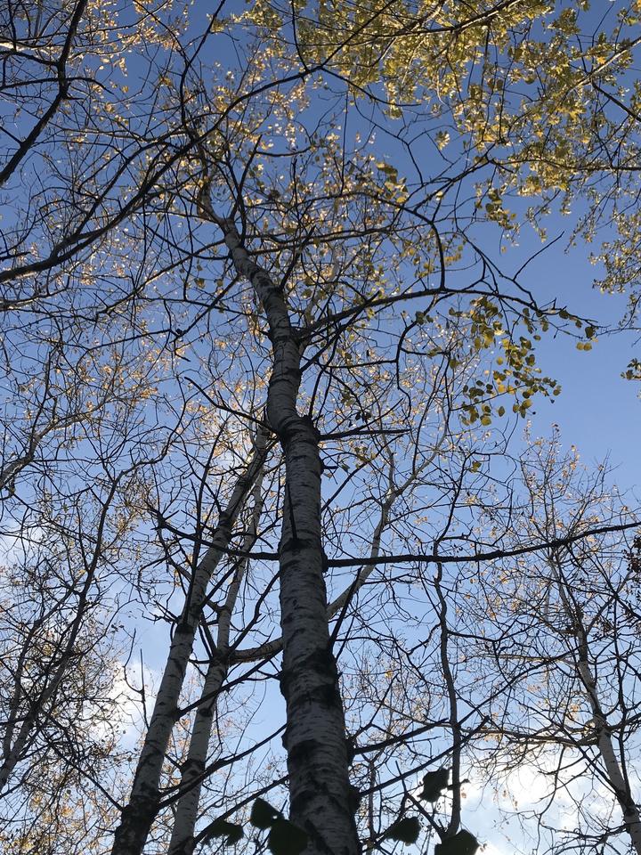Image looking up at a blue sky through an aspen canopy. A few yellow leaves remain, but many have already fallen.