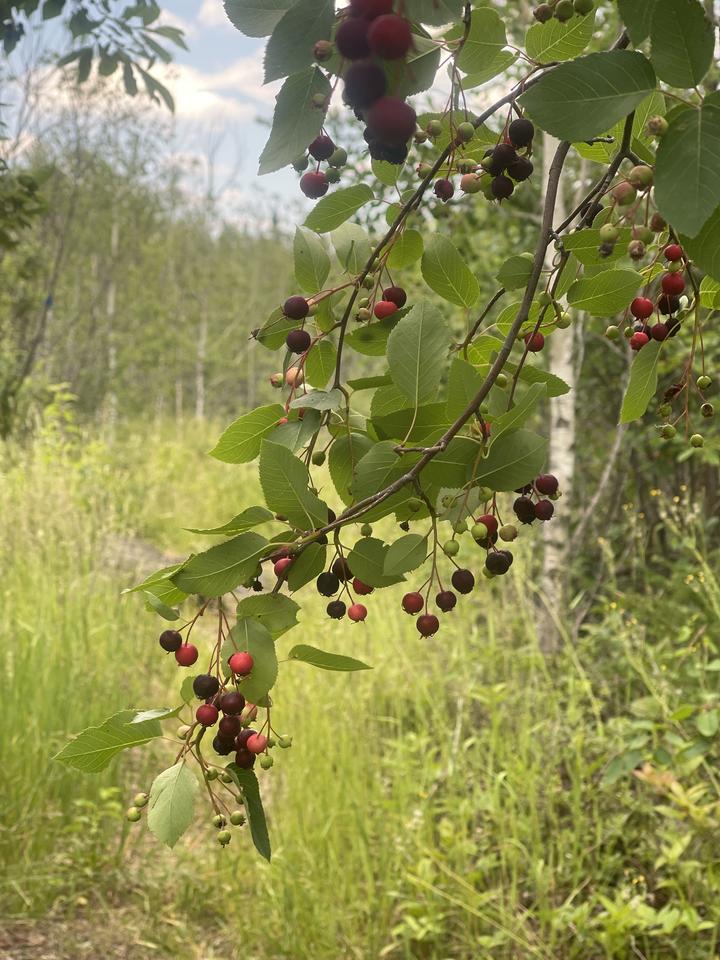 Bough of a serviceberry plant is in the foreground. Hanging from the branch are many fruits, varying in color from green to red to dark violet.