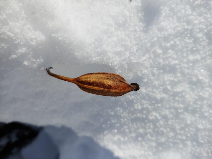 A single dried, brown fruit of the showy lady's slipper appears against a snowy backdrop.