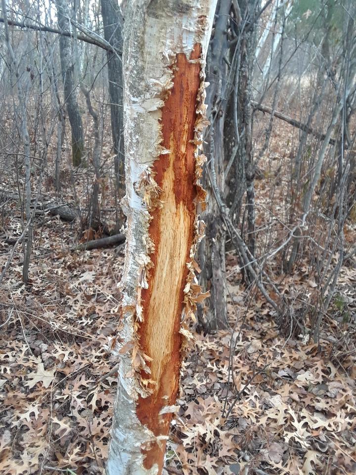 This photo shows the trunk of a small tree that has been rubbed by a deer using its antlers. Outer and inner layers of bark have been torn away, exposing wood that is yellowish in color.