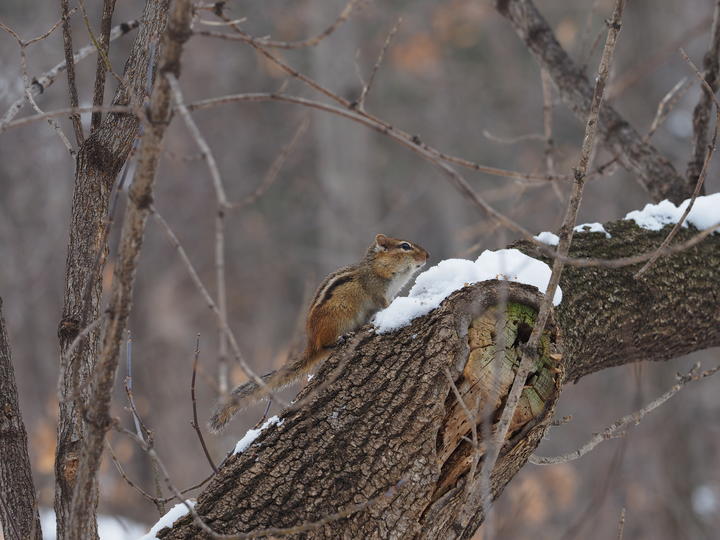 This chipmunk is out and about in December. It's near a patch of snow on an angled tree trunk.