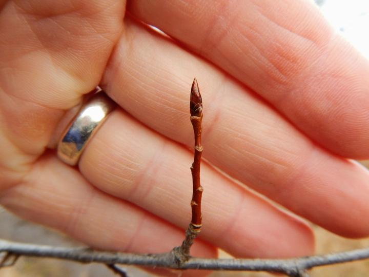 A shiny, pointed bud at the tip of a dark-red twig. This short colored twig branches off of a larger gray twig.