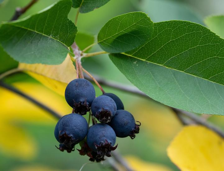 Close-up photo of a cluster of six fruit. They are deep blue in color and round. Similar to a blueberry, star-shaped remnants from the flower are at one end of the berry, opposite of their attachment to the plant.