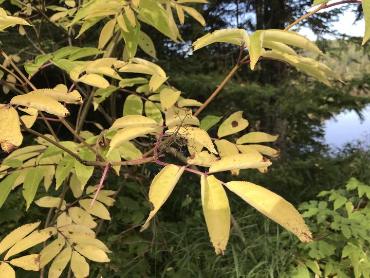 Colored leaves are golden yellow. A bare structure is left where the fruits had formed but have since fallen off or been eaten by a bird or other animal.