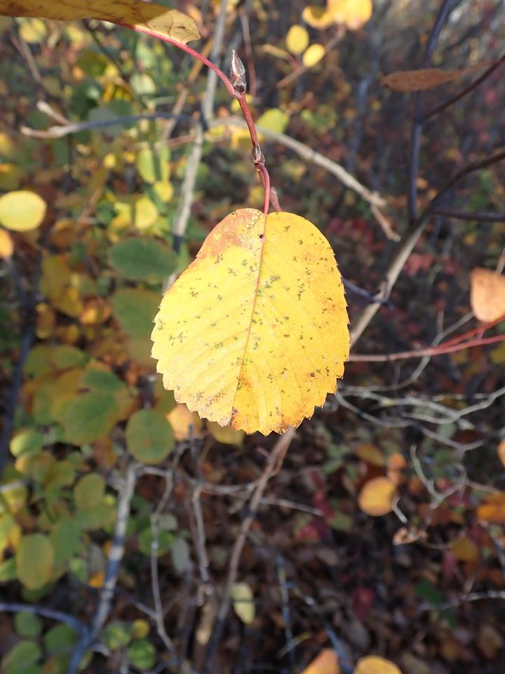 Serviceberry leaves turn color in autumn and this leaf is bright yellow. On the stem one can also see small buds where next year's growth will form.