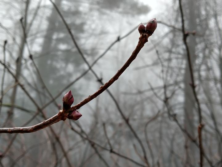 A snowy winter scene in a forest. In the foreground, an elderberry twig has pinkish, pointy closed buds.