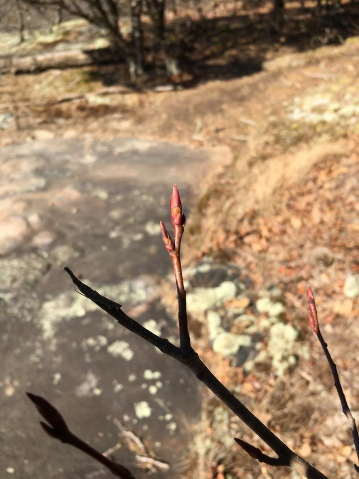 Dormant buds on a serviceberry twig are reddish in color.
