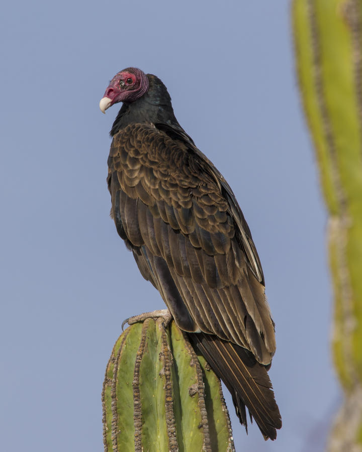 Turkey vulture perched on a cactus. It has a red head without feathers. Its body feathers are black and shine in the sun.