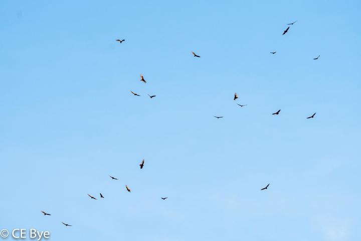 This photo looks up at a pale blue sky where over twenty vultures are flying. One can tell they are all soaring because their wings are all outspread.