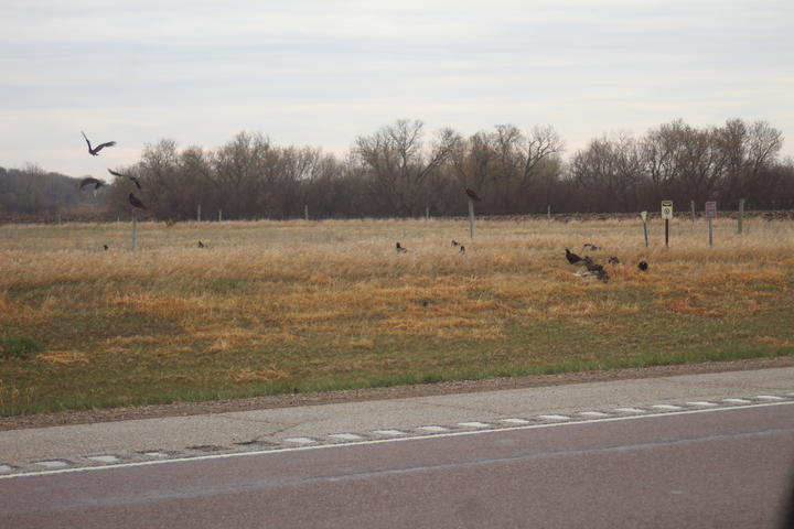 Sixteen turkey vultures gather on the side of a road to feed on roadkill. The background is an agricultural scene with a distant forest.