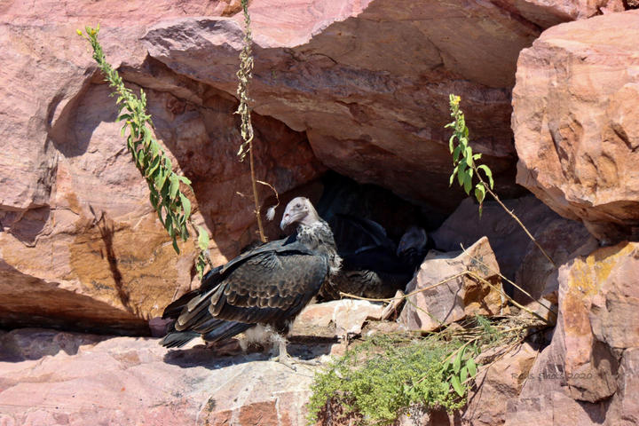 A turkey vulture is perched at the mouth of a shallow rock cave. There, in the shadows, is at least one nestling.